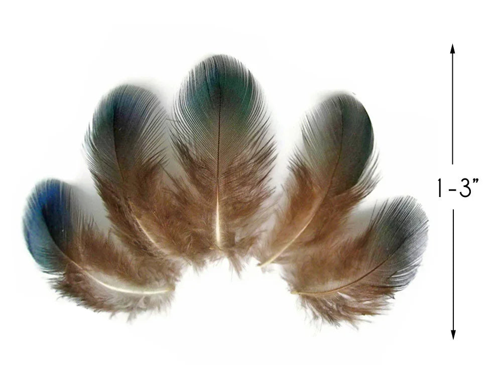 Set of brown iridescent feathers for crafts, measuring 1-3 inches in length.