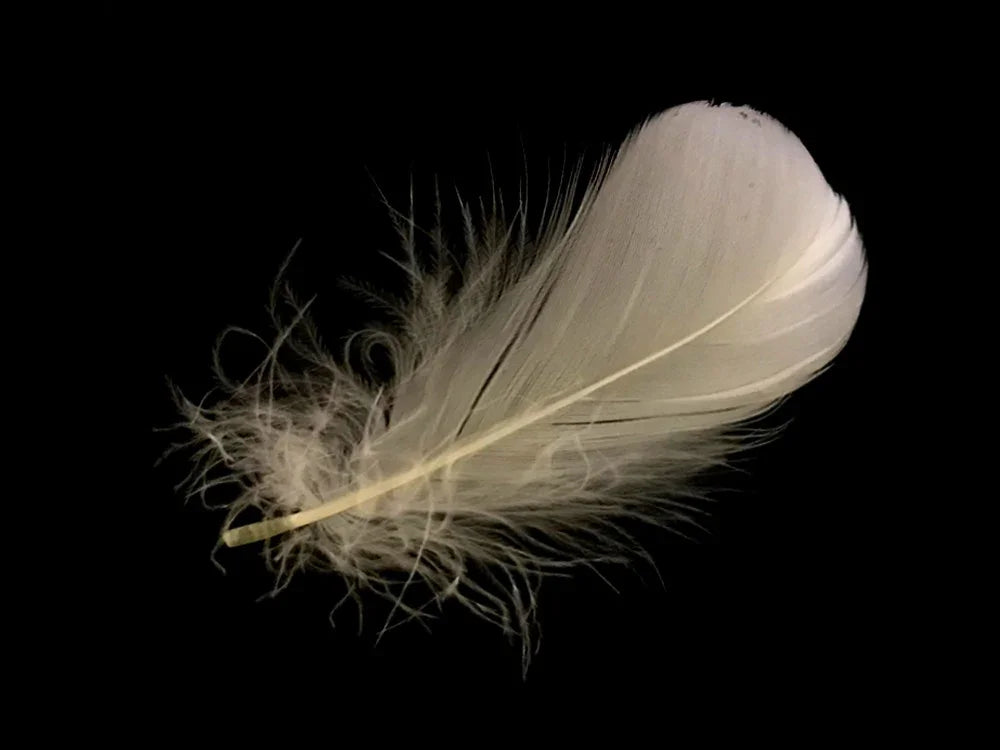 Single soft white feather with delicate downy texture on a black background.