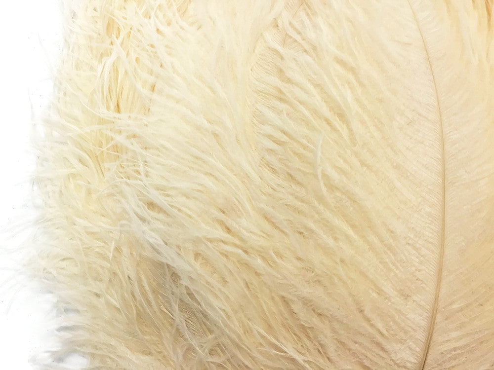 10 Pieces - 18-24" Cream Large Prime Grade Ostrich Wing Plume Centerpiece Feathers