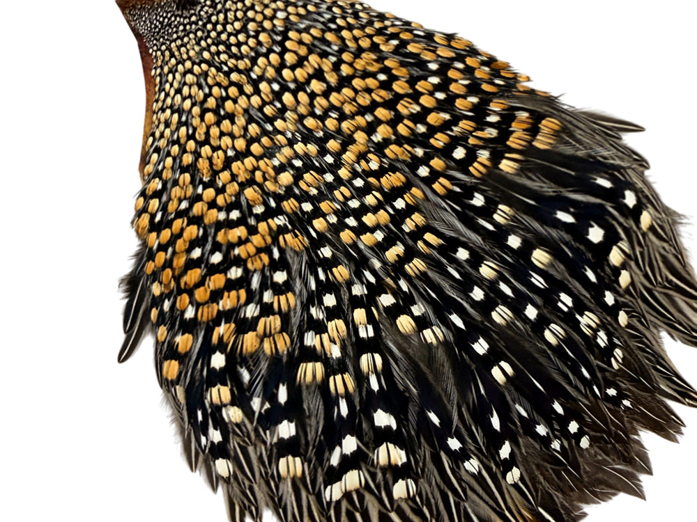 1 Piece - Grade A Natural Gold Jungle Cock Cape Complete Skin Pelt With Feather (bulk)