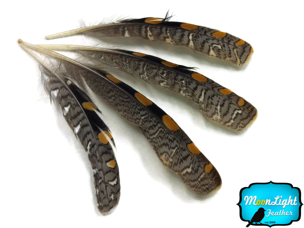 10 Pieces - Natural Jungle Cock Small Wing Feathers