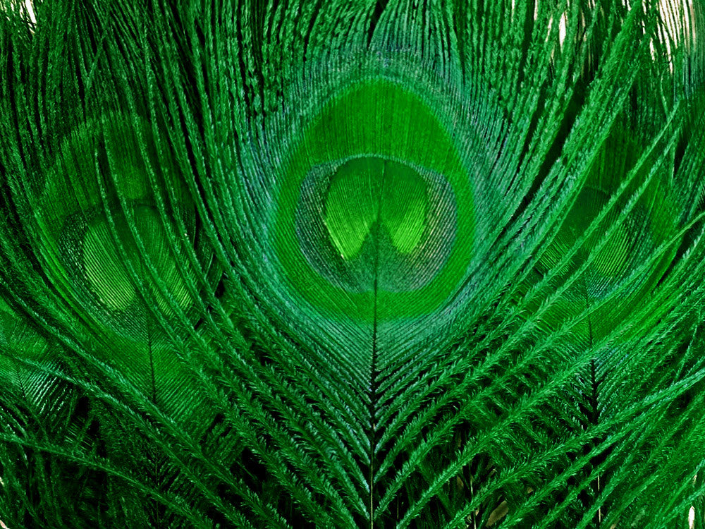 5 Pieces – Kelly Green Bleached & Dyed Peacock Tail Eye Feathers 10-12” Long