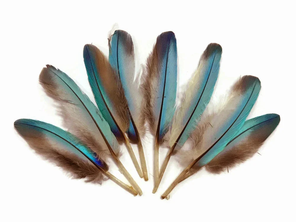 Fan of iridescent blue and brown natural feathers for craft and fashion DIY projects.