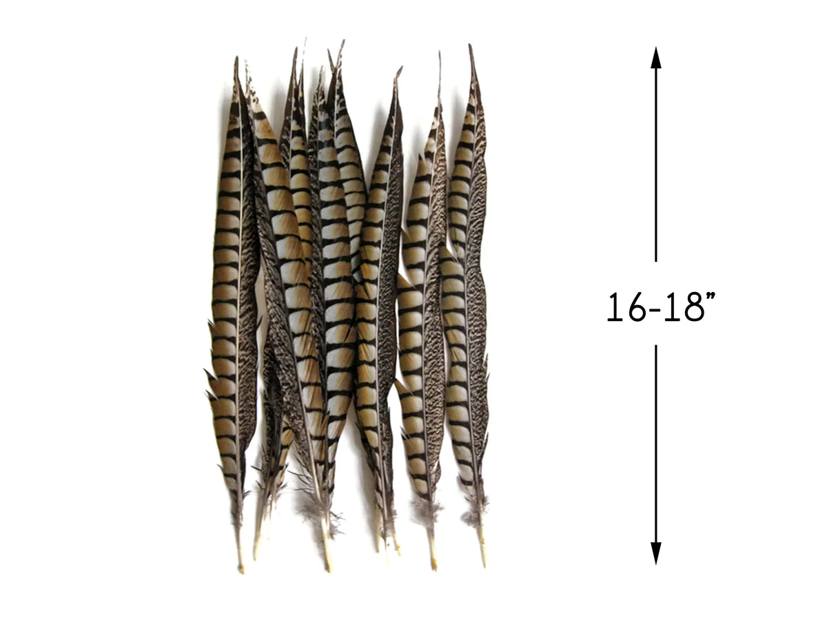 10 Pieces - 16-18" Natural Long Lady Amherst Pheasant Tail Feathers