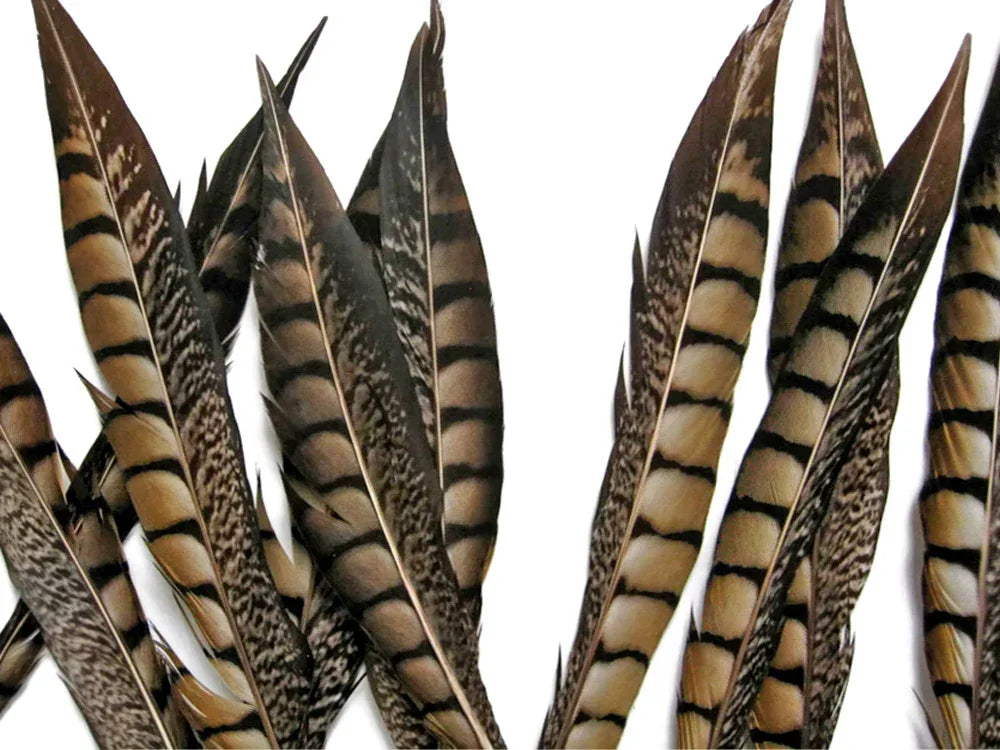 10 Pieces - 8-10" Natural Striped Lady Amherst Pheasant Tail Feathers