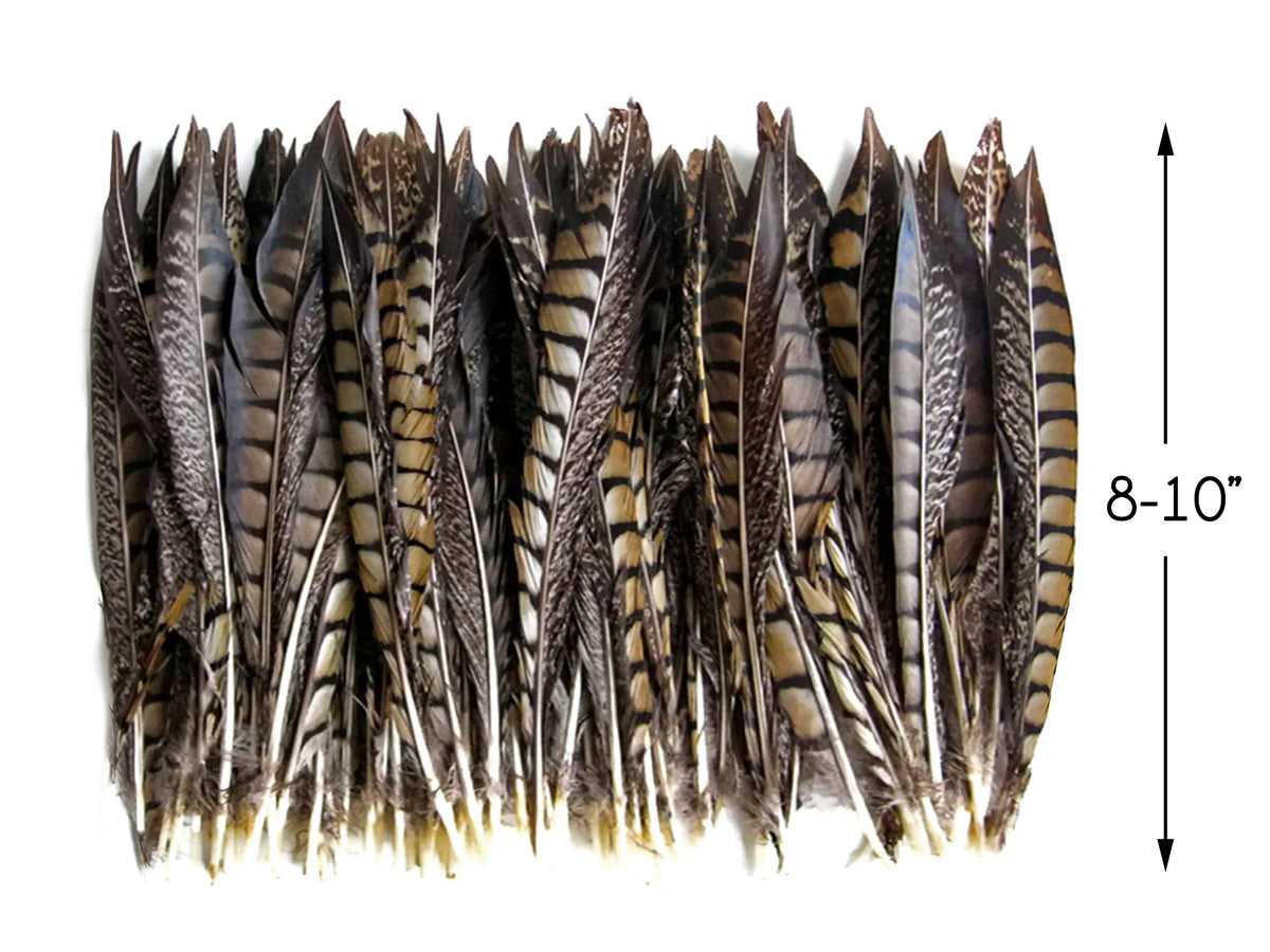 10 Pieces - 8-10" Natural Striped Lady Amherst Pheasant Tail Feathers