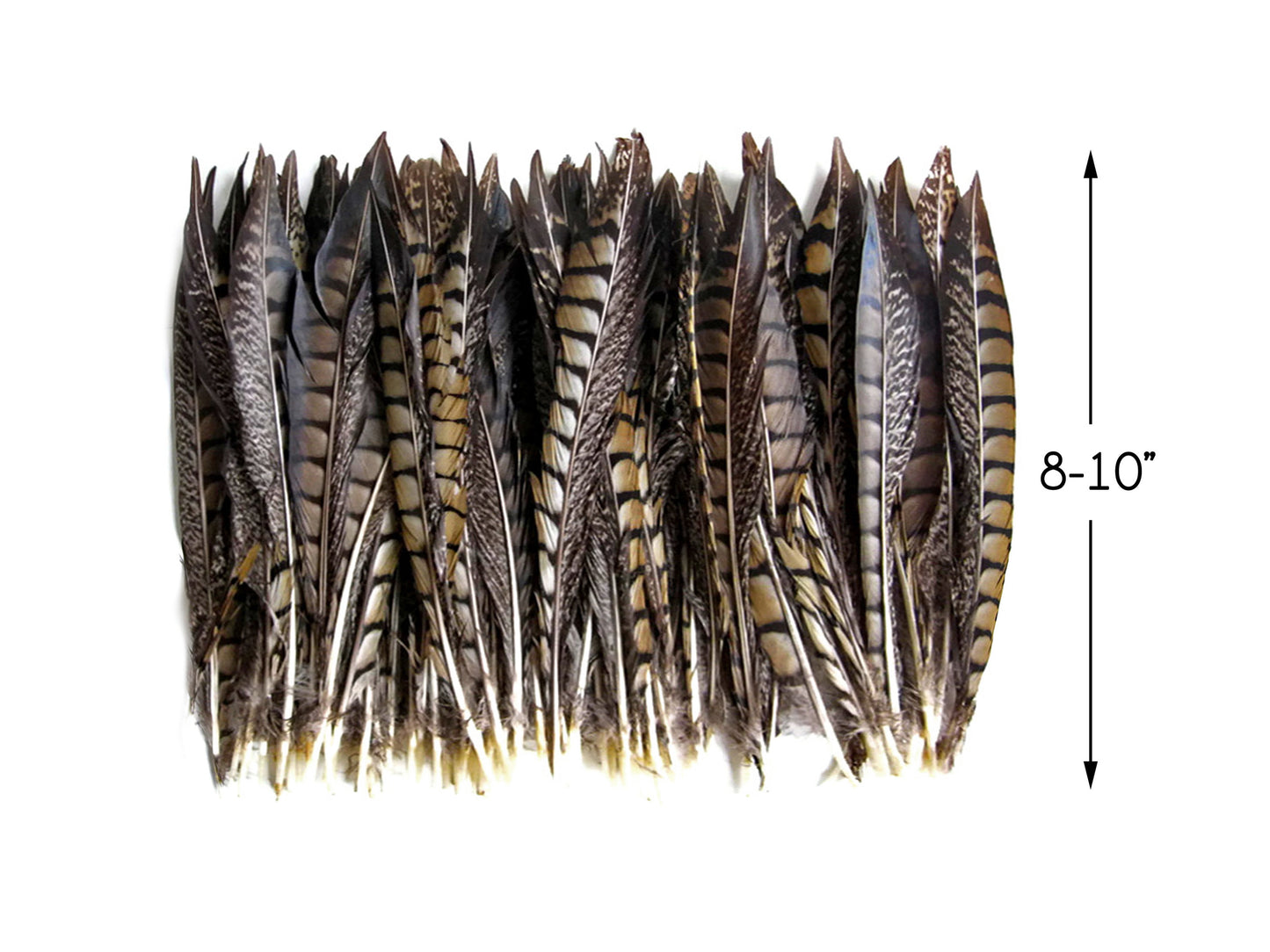 50 Pieces - 8-10" Natural Striped Lady Amherst Pheasant Tail Wholesale Feathers (Bulk)