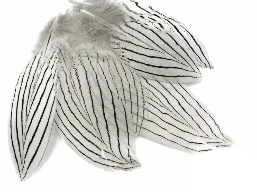 White feathers with black stripes for DIY crafts and fashion decor.