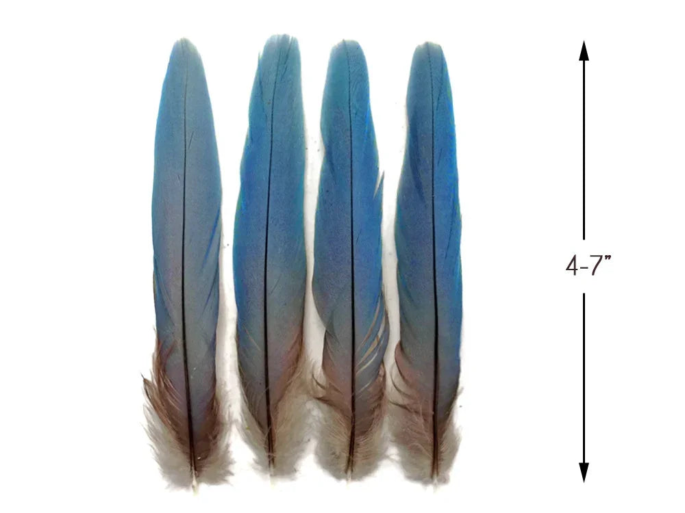 Four vibrant blue craft feathers with brown tips, measuring 4-7 inches in length.