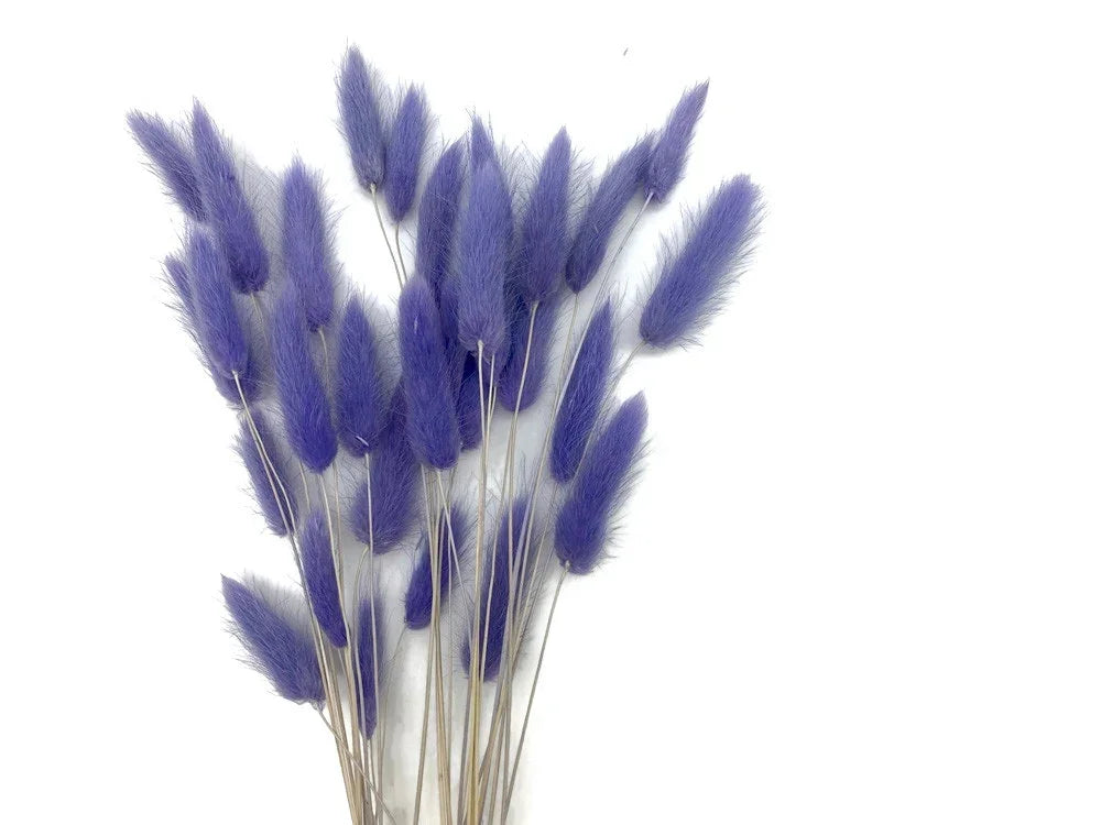 Dried purple lagurus ovatus bunny tail grass for DIY crafts and floral decor