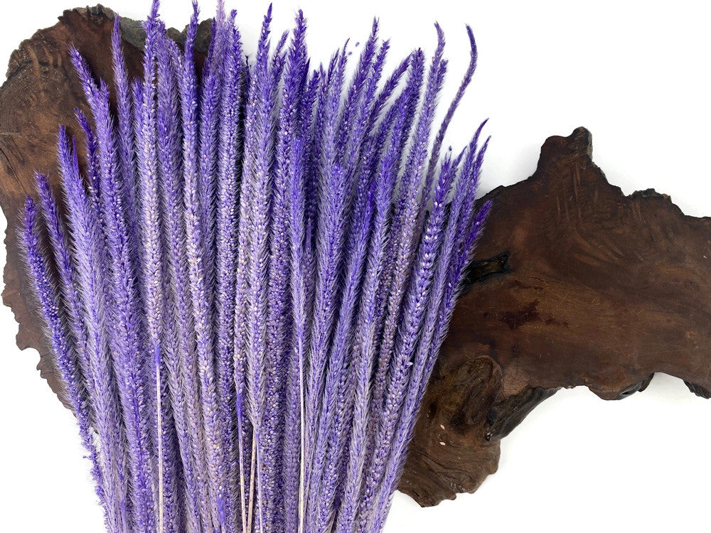 60 Pieces - 18-22" Dyed Lilac Thousand Grass Reed Preserved Dried Botanical