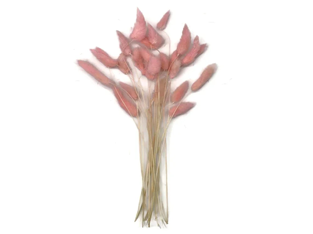 Dried pink bunny tail grass bouquet for DIY crafts and floral décor