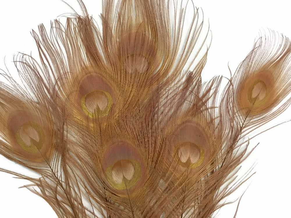 50 Pieces – Light Brown Bleached & Dyed Peacock Tail Eye Wholesale Feathers (Bulk) 10-12”