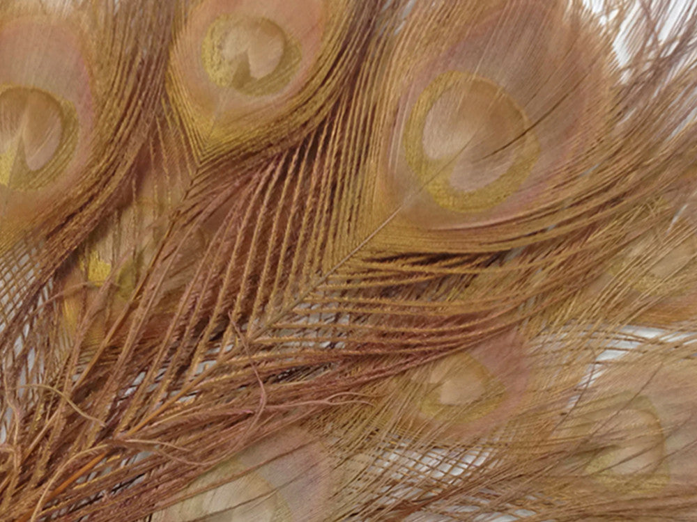 5 Pieces – Light Brown Bleached & Dyed Peacock Tail Eye Feathers 10-12” Long