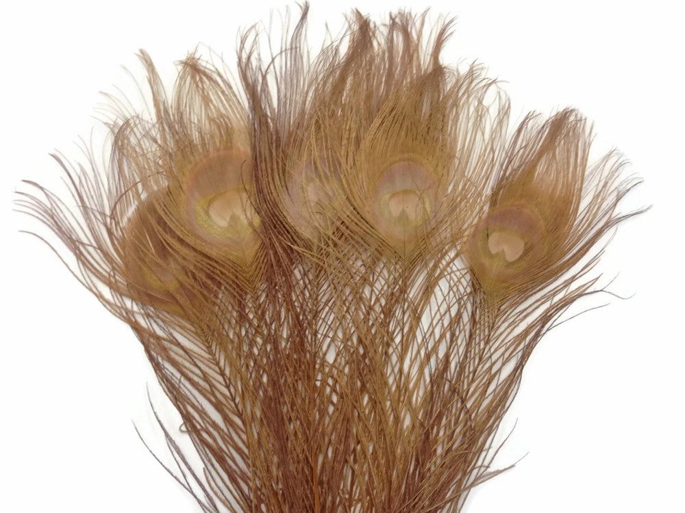 50 Pieces – Light Brown Bleached & Dyed Peacock Tail Eye Wholesale Feathers (Bulk) 10-12”