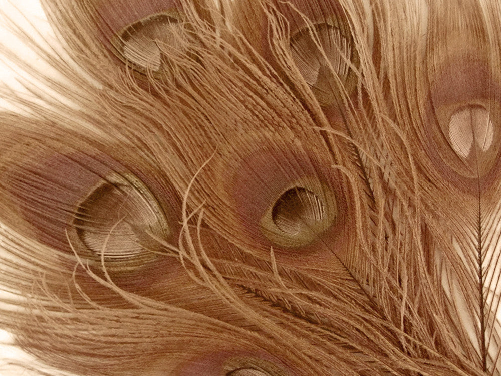 50 Pieces – Light Brown Bleached & Dyed Peacock Tail Eye Wholesale Feathers (Bulk) 10-12”