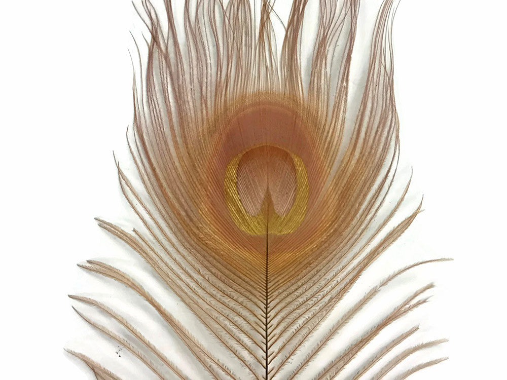 50 Pieces – Light Brown Bleached & Dyed Peacock Tail Eye Wholesale Feathers (Bulk) 10-12”