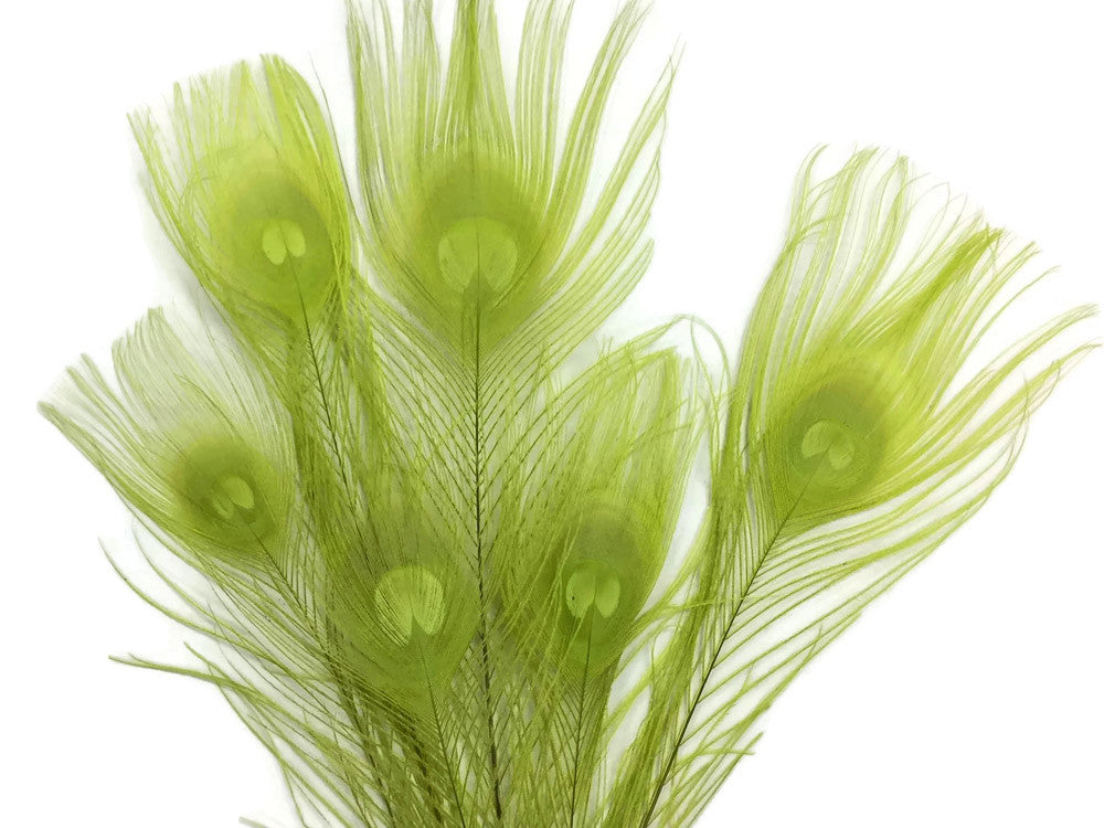5 Pieces – Lime Green Bleached & Dyed Peacock Tail Eye Feathers 10-12” Long