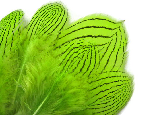 1 Dozen - Lime Silver Pheasant Feathers
