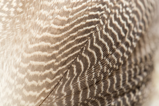 1 Pack - Natural Mallard Duck Flank Plumage Feathers 0.10 Oz.