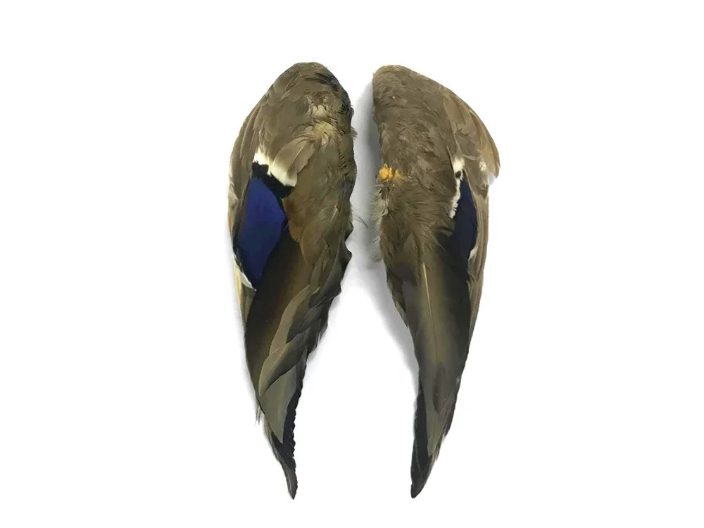Pair of real bird wings with blue and brown feathers for DIY crafts and fashion decor.
