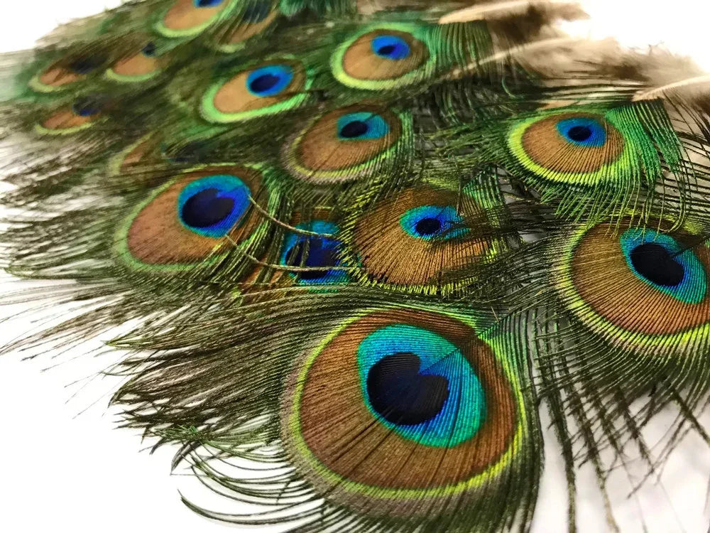 Vibrant peacock feathers with iridescent blue and green eye patterns for crafts and decor.