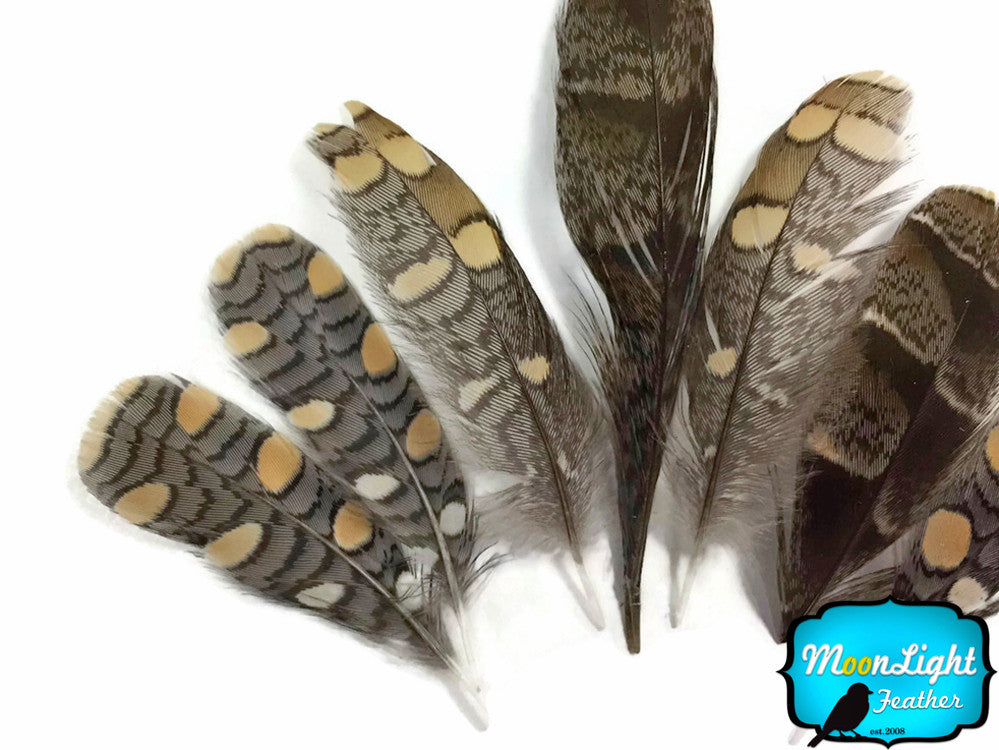 10 Pieces - Natural Mini Jungle Cock Small Wing Secondary Feathers