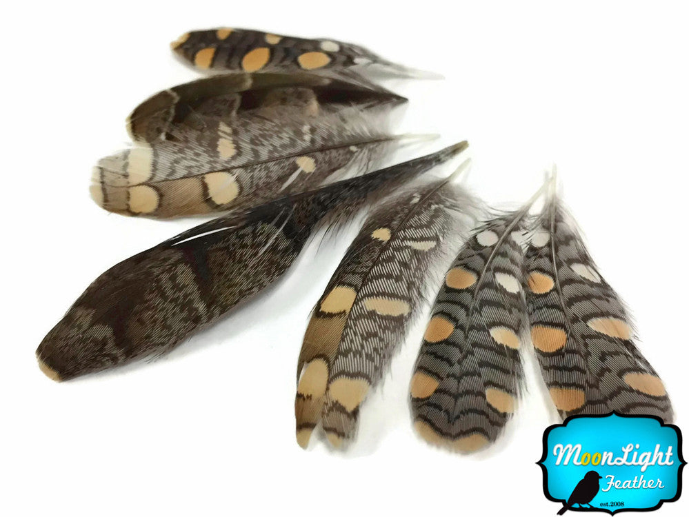 10 Pieces - Natural Mini Jungle Cock Small Wing Secondary Feathers