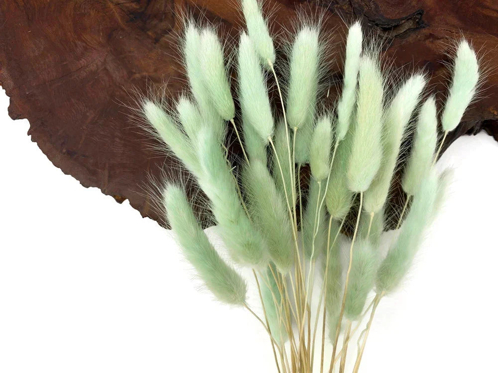Soft mint green dried bunny tail grass stalks against a dark wood background.