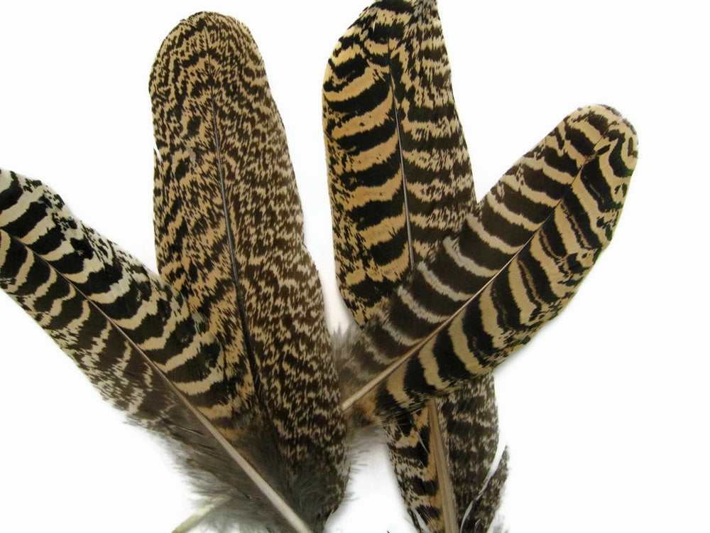 10 Pieces - 6-10" Natural Brown Barred Mottled Peacock Wing Quills Feathers