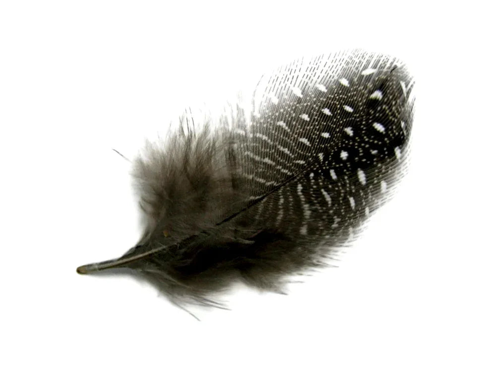 1/4 Lb - Natural Black & White Guinea Hen Plumage Polka Dot Feathers Wholesale (Bulk)