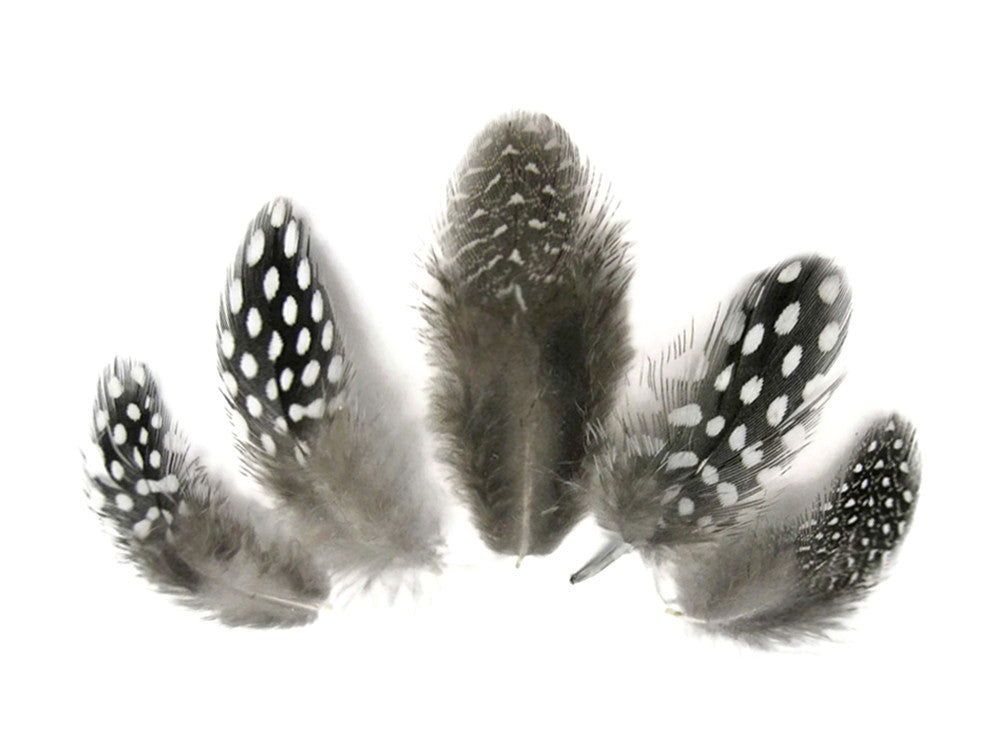 1 Pack - Natural Black & White Guinea Hen Polka Dot Plumage Feathers 0.10 Oz.