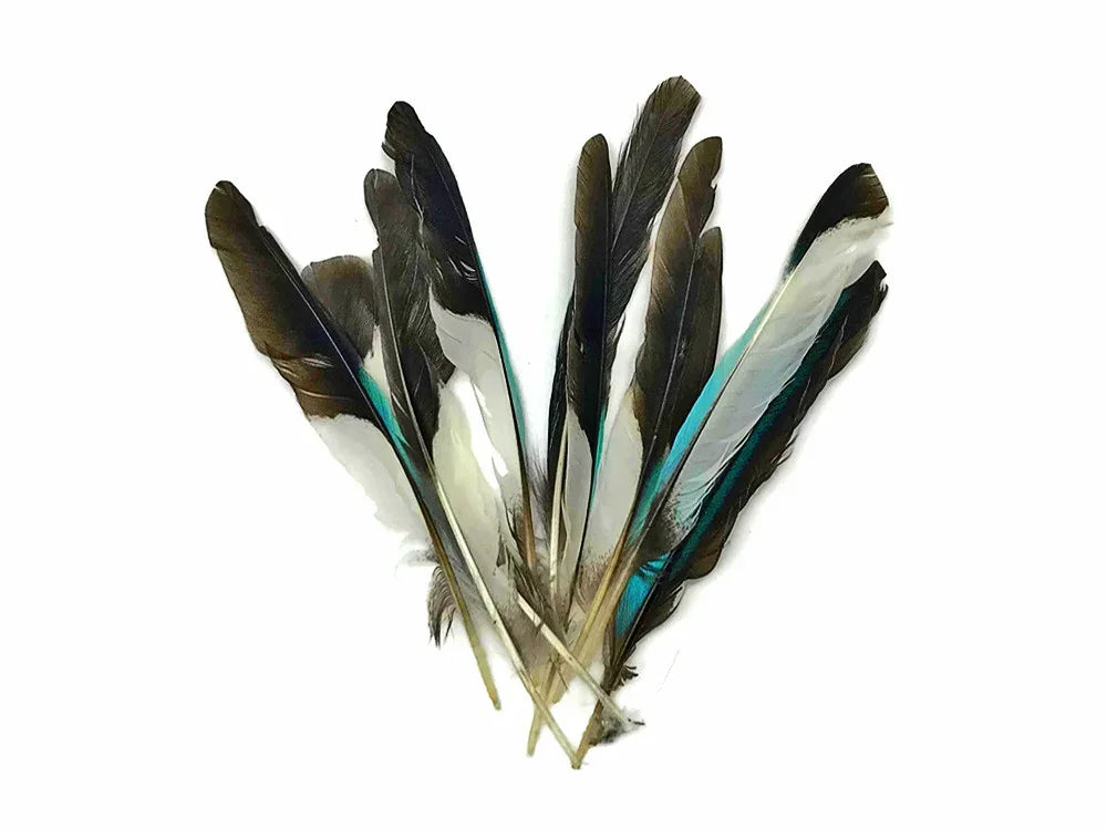 Natural black and white feathers with vibrant turquoise accents for DIY crafts and fashion.