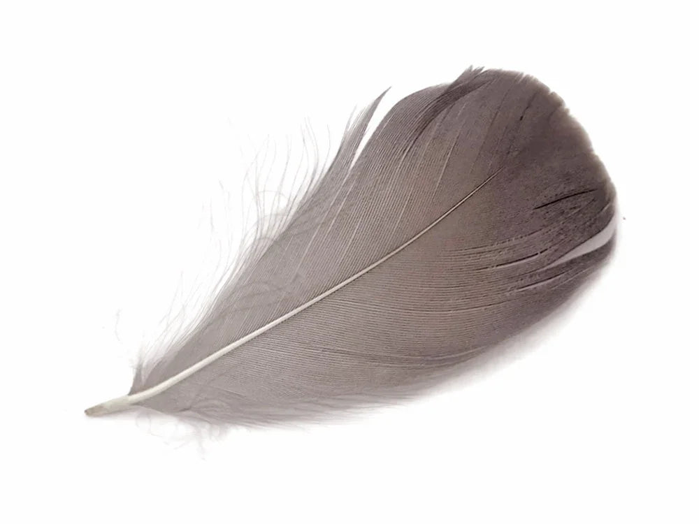 Single soft grey feather for DIY crafts and fashion accessories on a white background.