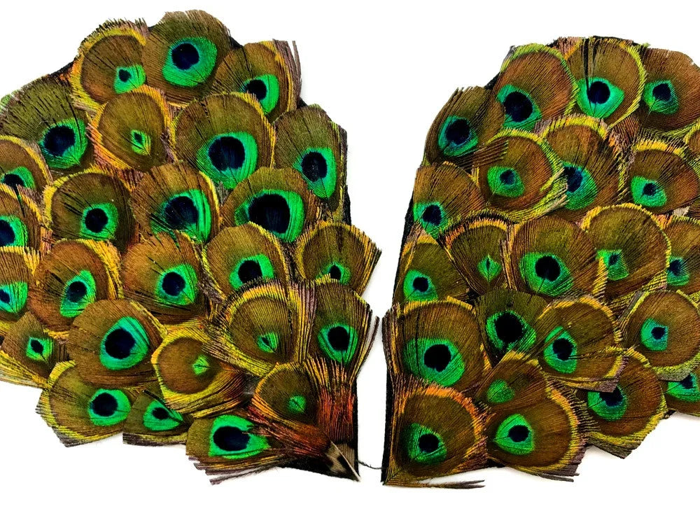 Vibrant peacock feathers with iridescent eye patterns for crafts and fashion decor.