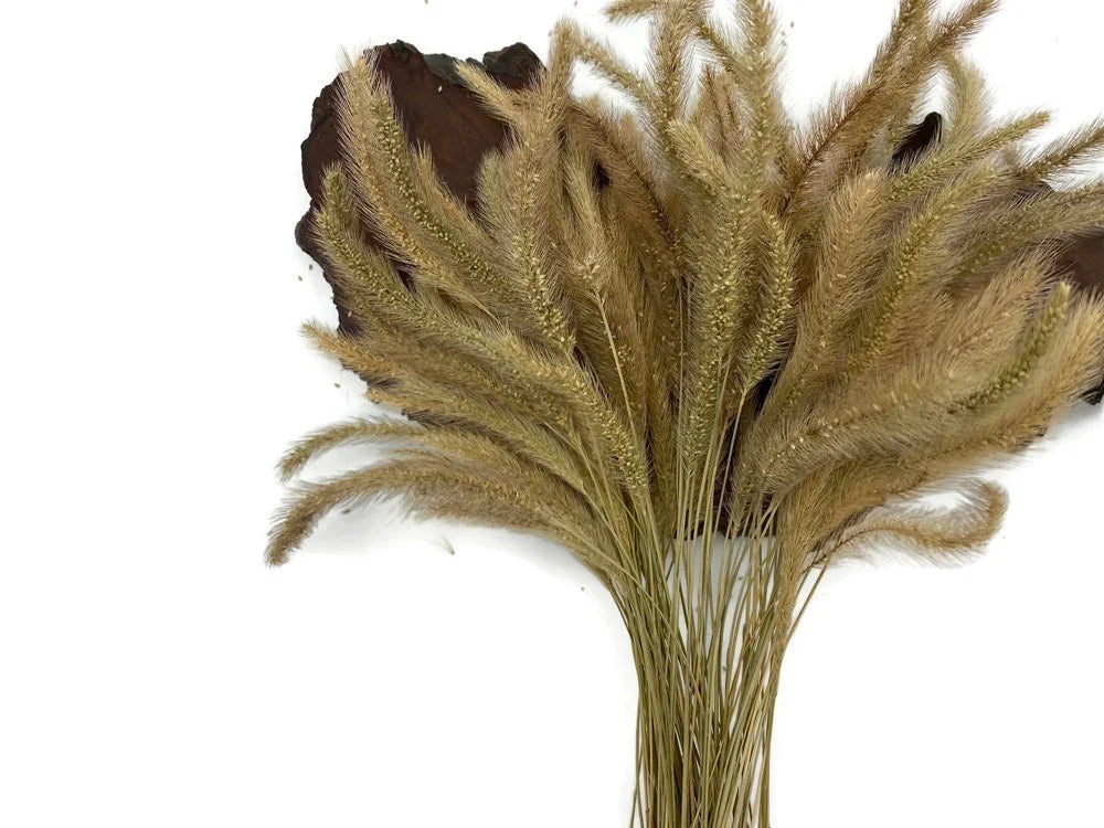 Dried beige pampas grass stalks for bohemian home decor and DIY crafts.