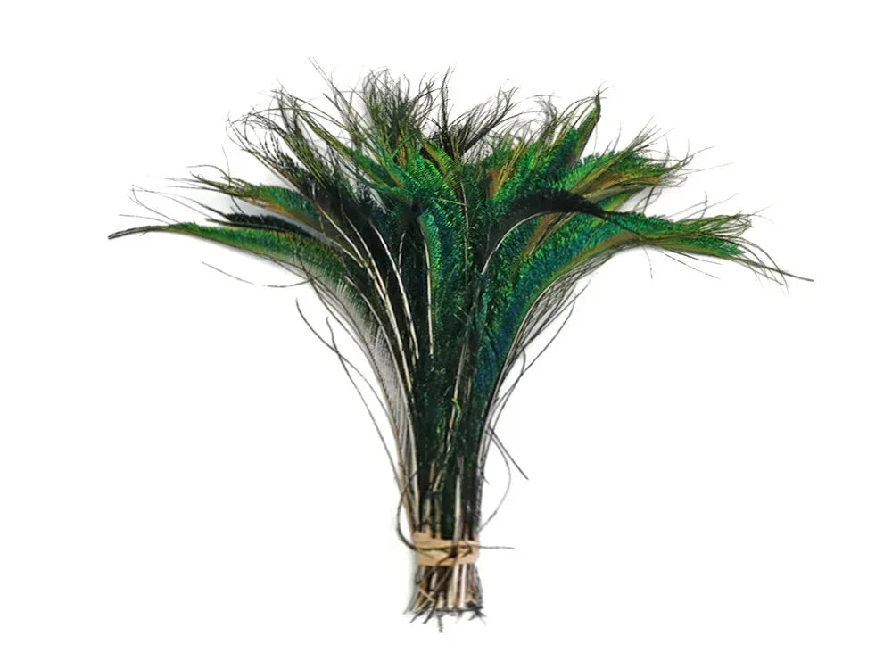 A bundle of iridescent green and blue peacock feathers tied with twine on a white background.