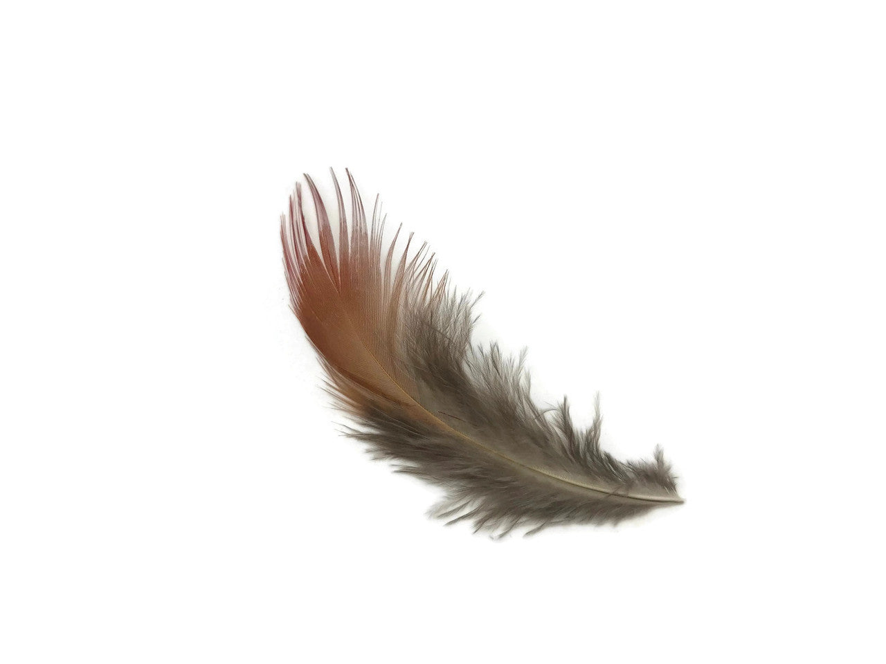 1 Pack - Natural Red Golden Pheasant Plumage Loose Feather 0.10 Oz.