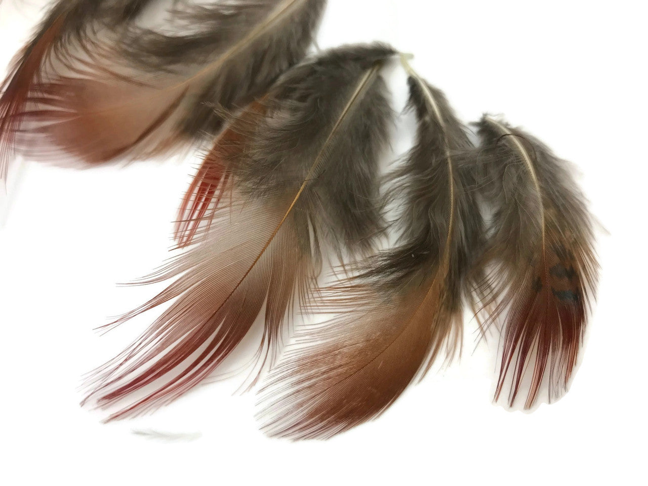 1 Pack - Natural Red Golden Pheasant Plumage Loose Feather 0.10 Oz.