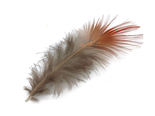 1 Pack - Natural Red Golden Pheasant Plumage Loose Feather 0.10 Oz.