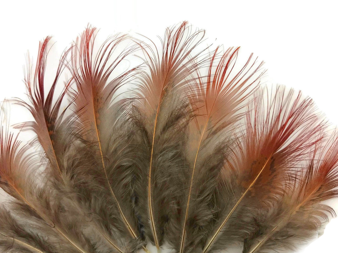 1 Pack - Natural Red Golden Pheasant Plumage Loose Feather 0.10 Oz.
