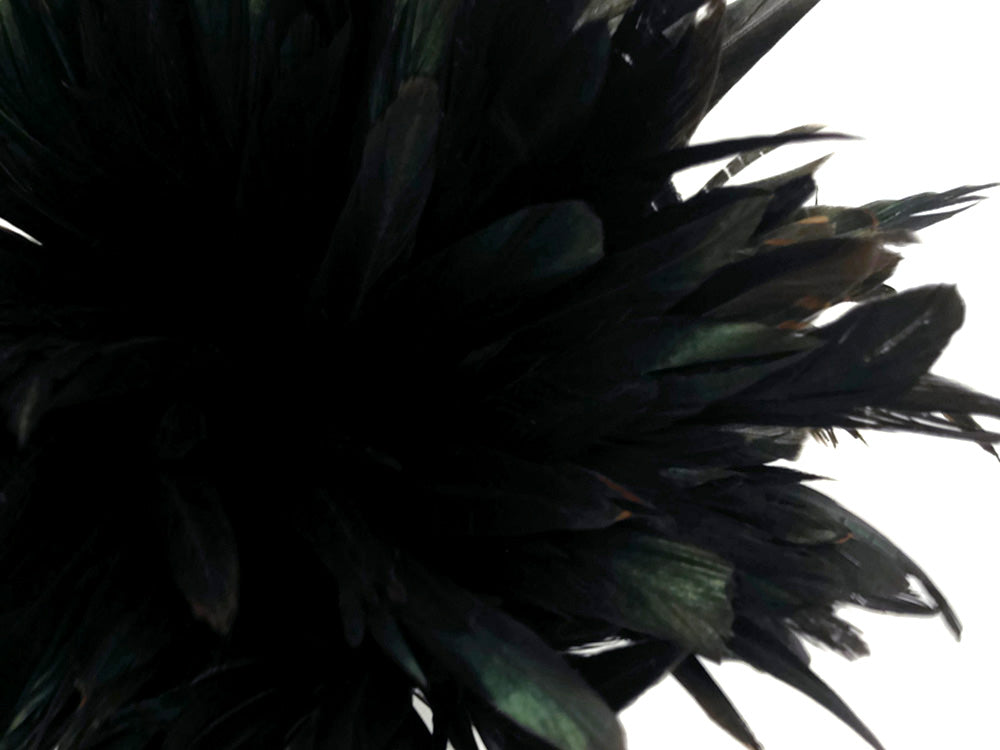 2.5 Inch Strip - 8-10" Natural Black Half Bronze Coque Tail Strung Rooster Feathers