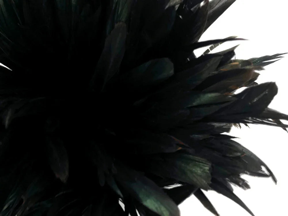 2.5 Inch Strip - 8-10" Natural Black Half Bronze Coque Tail Strung Rooster Feathers