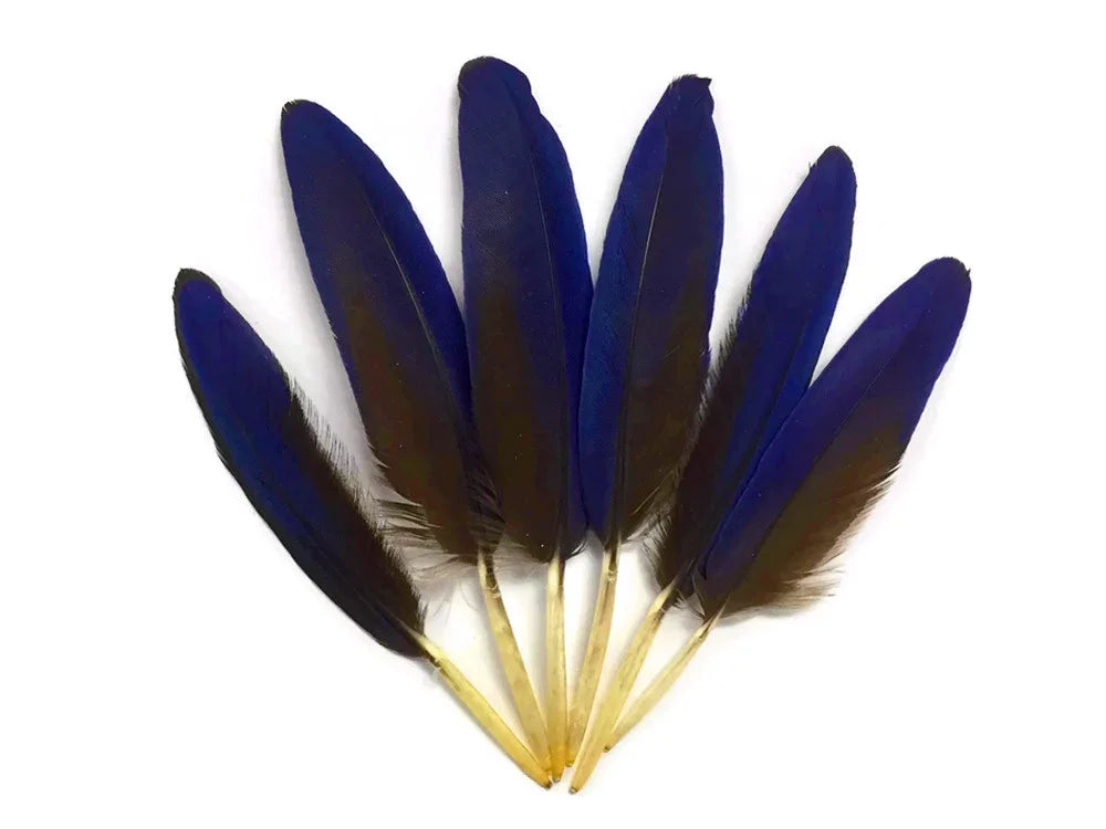 Six vibrant deep blue feathers with dark brown accents for DIY crafts and fashion decor.