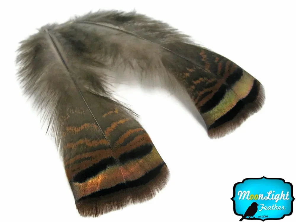 Two natural brown and iridescent patterned feathers for crafts and DIY fashion decor.
