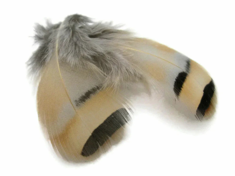 Natural tan and grey patterned feathers for DIY crafts and fashion accessories.