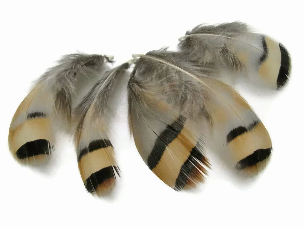 Natural beige and black striped feathers for DIY crafts and fashion decor.