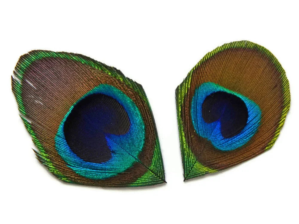 Two vibrant peacock eye feathers for crafts and fashion decor on a white background.