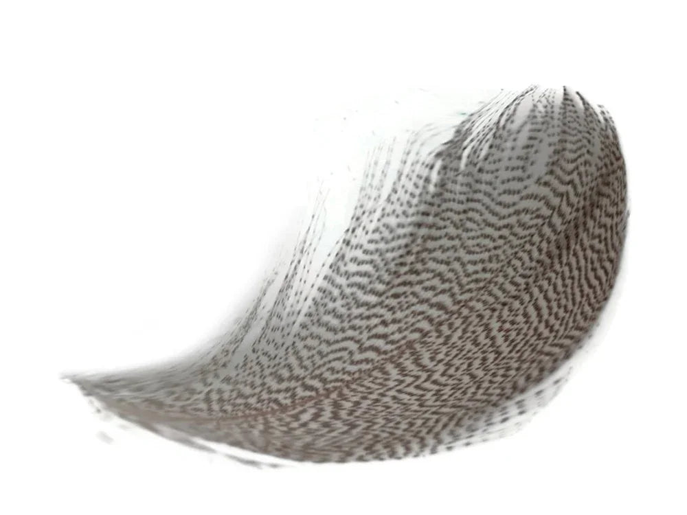 Curved brown and white spotted craft feather on a white background
