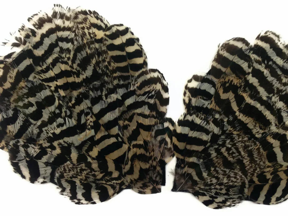 Striped black and white patterned feathers for DIY crafts and fashion accessories.